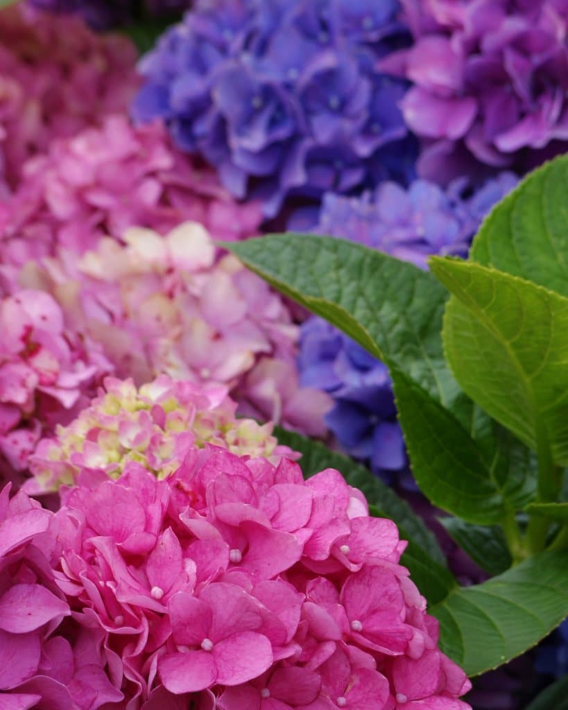Hydrangea flowers: pink in the foreground to blue and violet in the background.