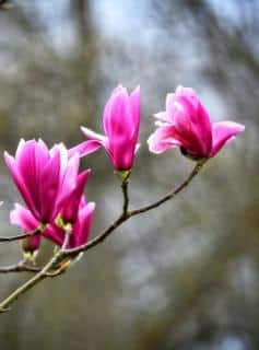 Magnolias bloom in many colors, these flowers are deep pink.