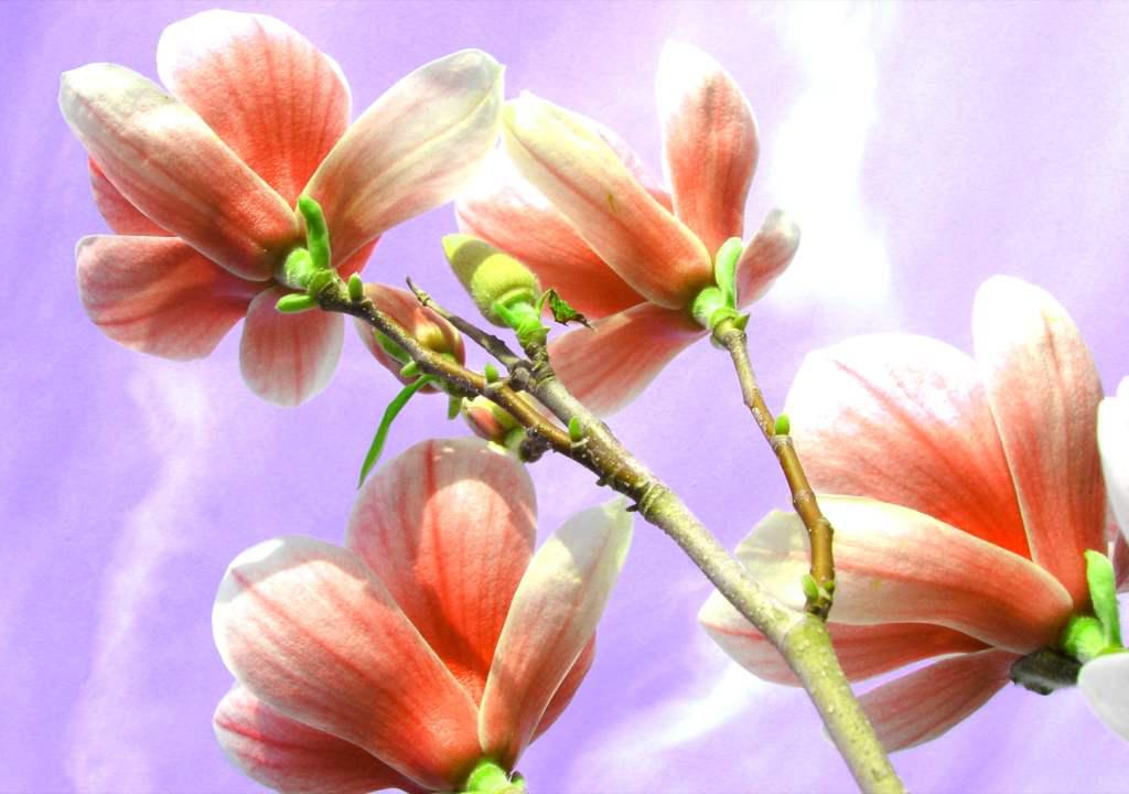 Pastel orange blooms are astounding.