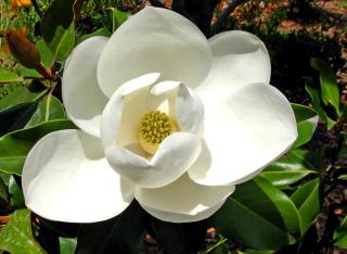 White magnolia