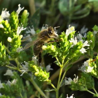 Marjoram flowers with a bee