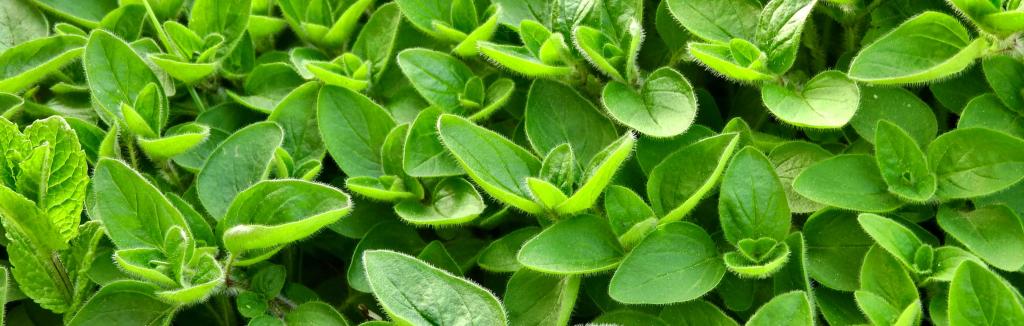 Marjoram leaves