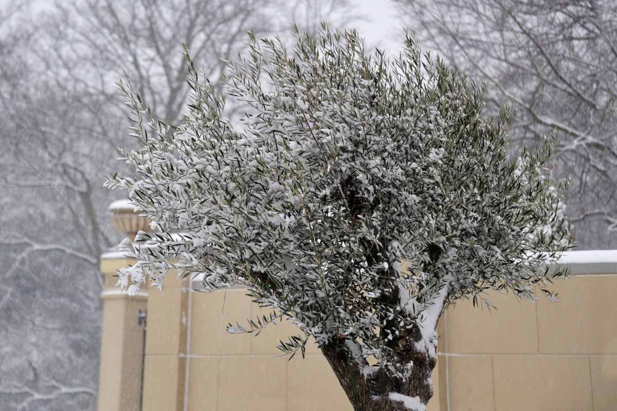 An olive tree in winter with snow.