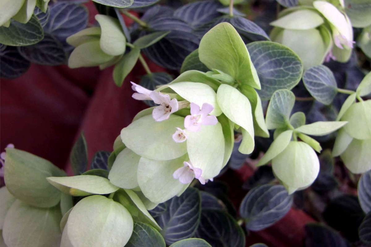 Round leaves and pale pink flowers are the mark of the Kent Beauty origanum rotundifolium variety