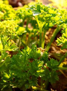 Parsley growing in the garden