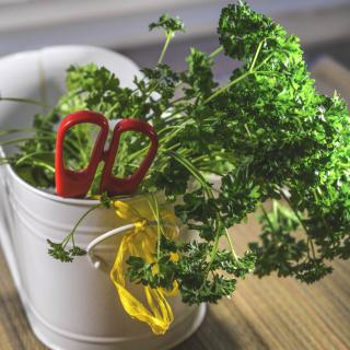 Parsley harvest