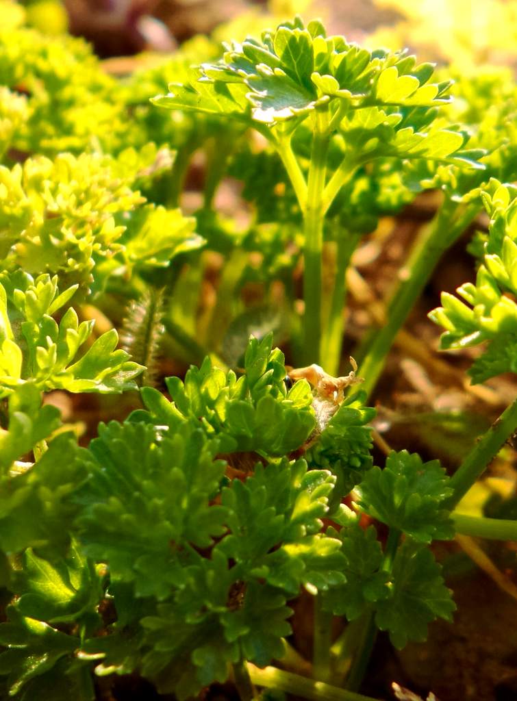 Parsley growing in the garden