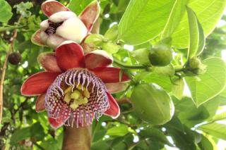 Origins of the passion fruit