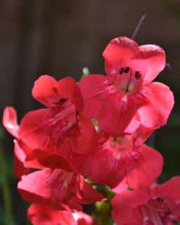 Red trumpet penstemon flower bloom close up.