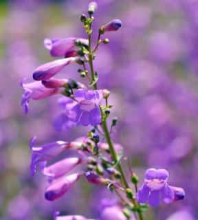 Caring for Penstemon