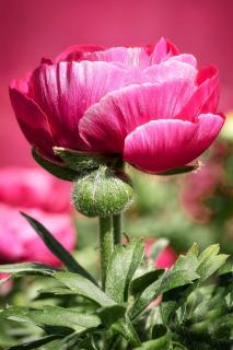 Single peony flower