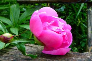 Peony harvest for use in medicine
