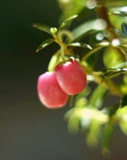 Two pernettya berries on a branch
