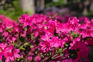 Planting rhododendron