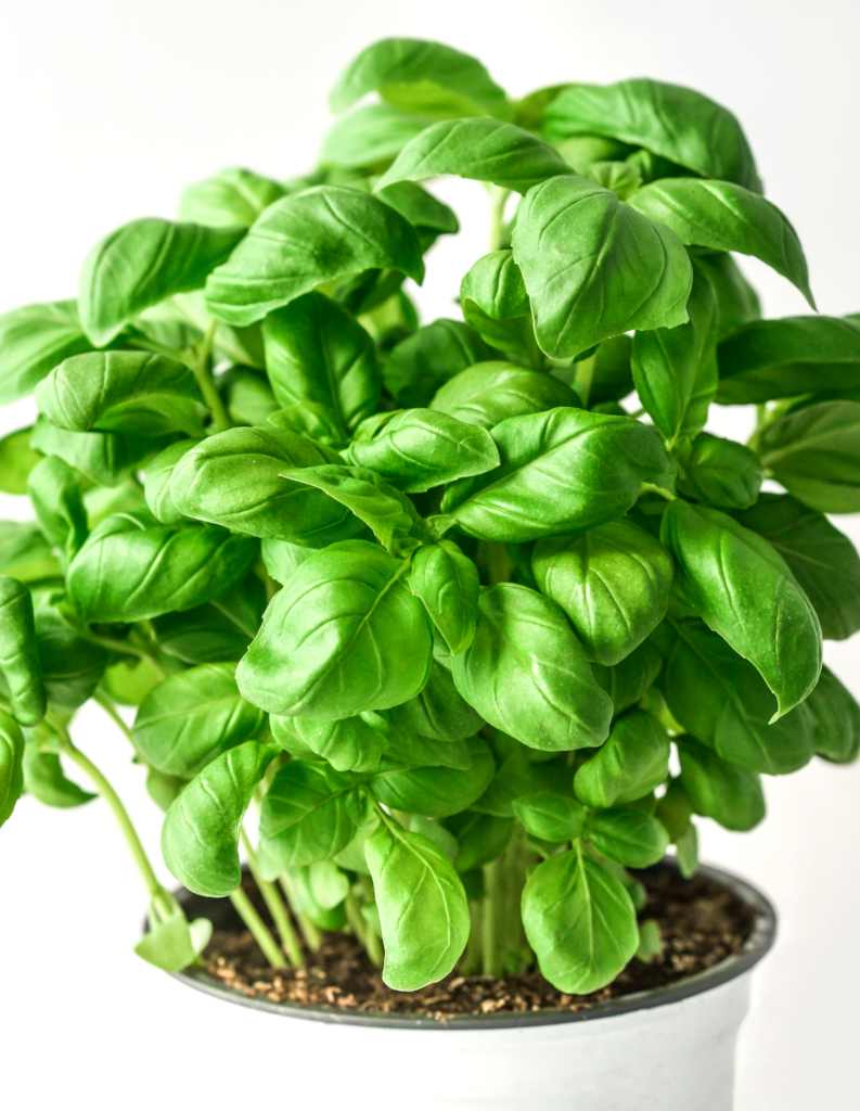 Basil growing in a container pot.