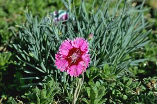 Garden pink carnation propagation