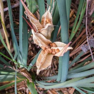 Bunches of iris with seeds