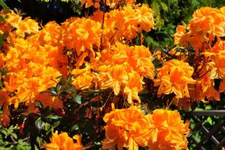 Rhododendron varieties and diseases