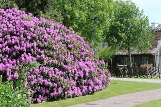 Landscaping with rhododendron