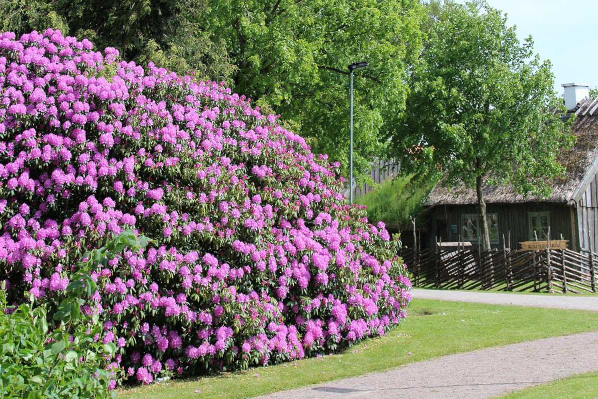 Rhododendron planting, care and pruning rhododendrons for landscaping