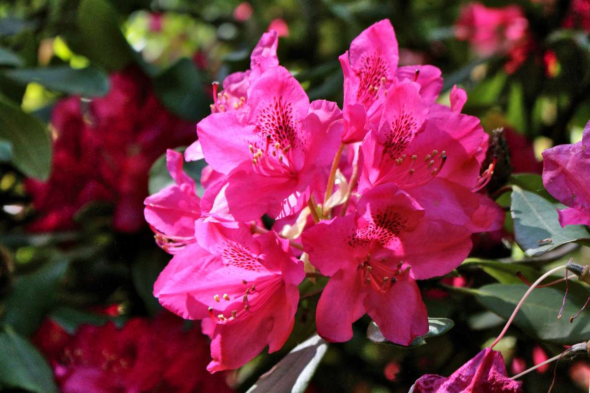 Rhododendron planting, care and pruning rhododendrons for landscaping