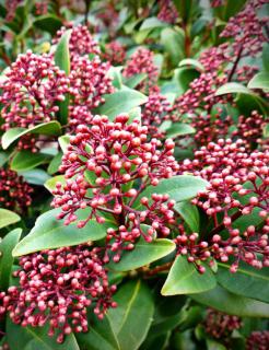 Skimmia planting