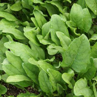 Healthy spinach leaves impart their nutrients to increase our health.