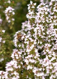 White-flowered thyme blooming