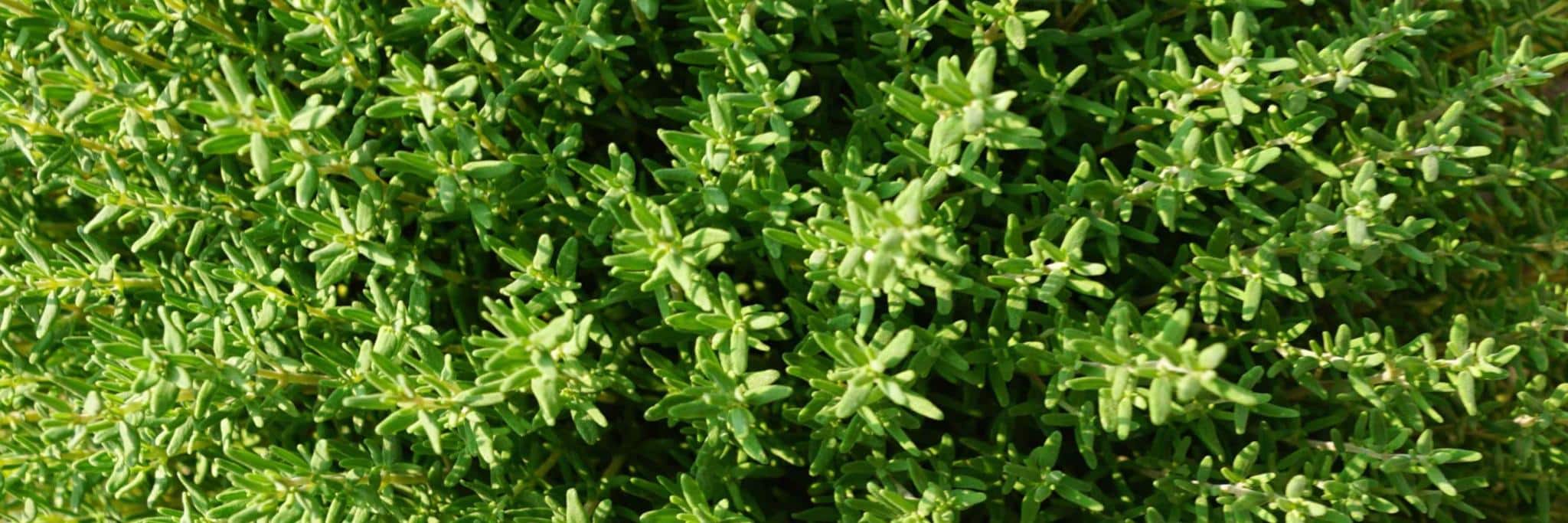 water thyme uses in bdo water thyme uses in bdo