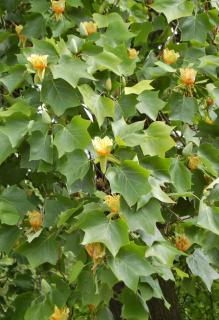 Tulip tree care