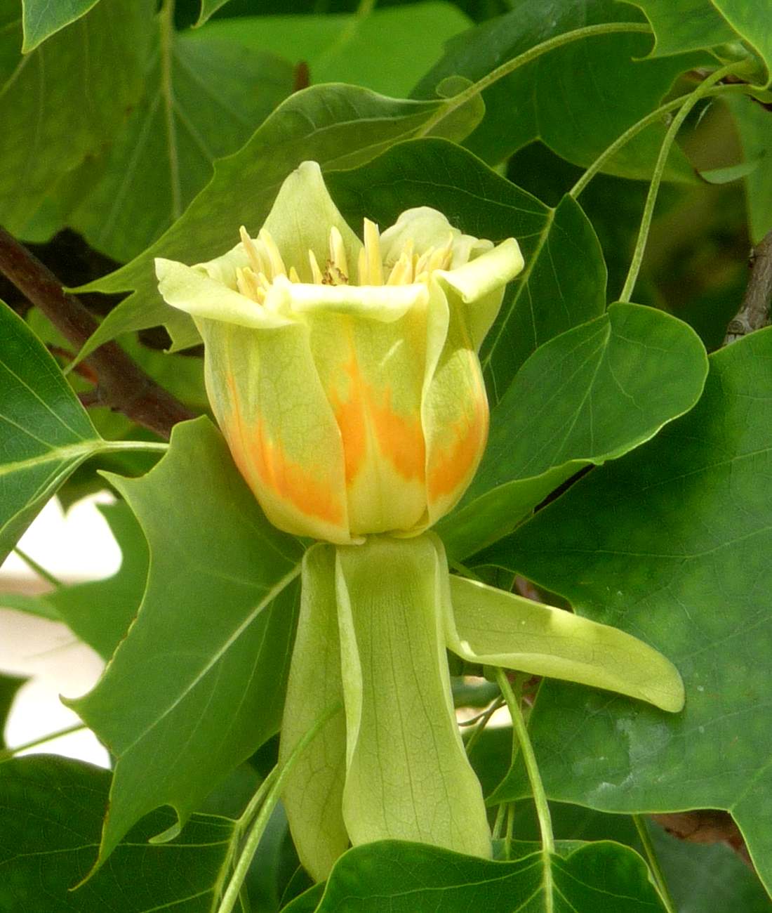 Yellow tulip tree flower