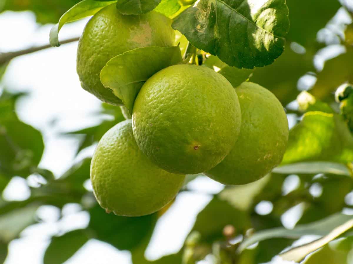 Bergamot Tree For Sale