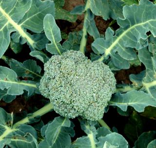 A beautiful head of broccoli cabbage forming with leaves around it, shot from above.