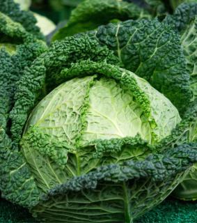 Head of savoy cabbage with leaves unfurling.