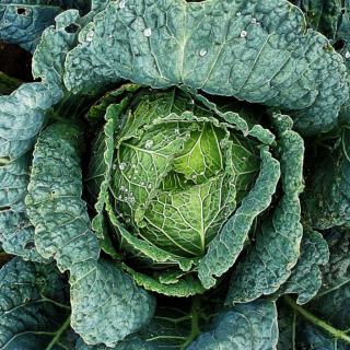 A fresh head of savoy cabbage with dew drops on leaves.