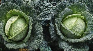 Two heads of savoy cabbage growing in a vegetable patch.