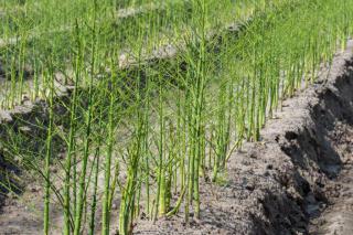 Asparagus growing in field
