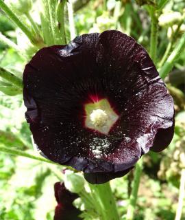 Hollyhock can come in a deep black color like this single black bloom.