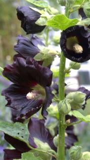 Flowered stem of black hollyhock