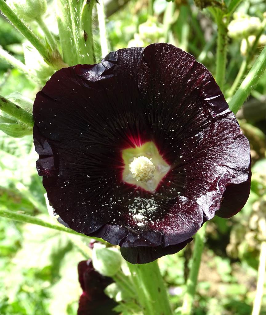Black Hollyhock An Original Ornamental Variety With Deep Black Blooms