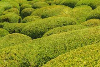 Boxwood in the garden