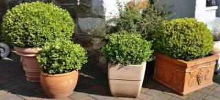 Round boxwood in pots