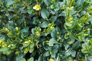 Boxwood is great for topiary because it grows slowly