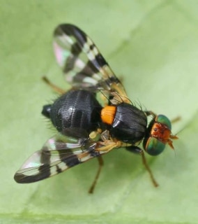 Adult cherry fruit fly on leaf