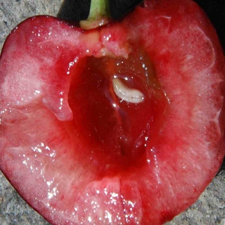 Open cherry with cherry fruit fly maggot inside