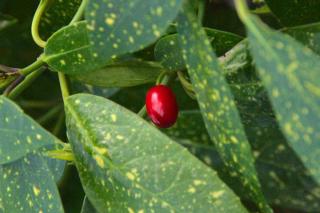 Single red cherry laurel berry on a cherry laurel shrub