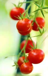 Cherry tomatoes growing on the plant.