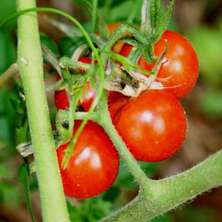 Cherry tomatoes ready for harvest