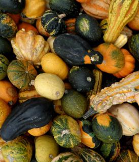 Colocynth squash, ornamental pumpkins, piled nicely.