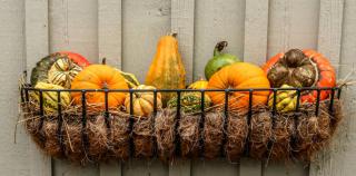 A wire basket on a wood plank wall with a wire frame filled with hay and colorful colocynth ornamental pumpkin.